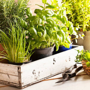Loudoun County Master Gardeners Presentation on Culinary Herbs